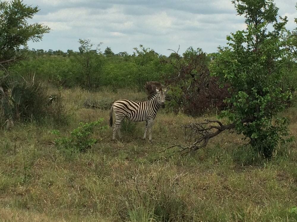 Single zebra in South Africa