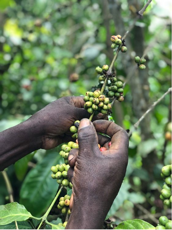 Hands harvesting coffee beans from granch