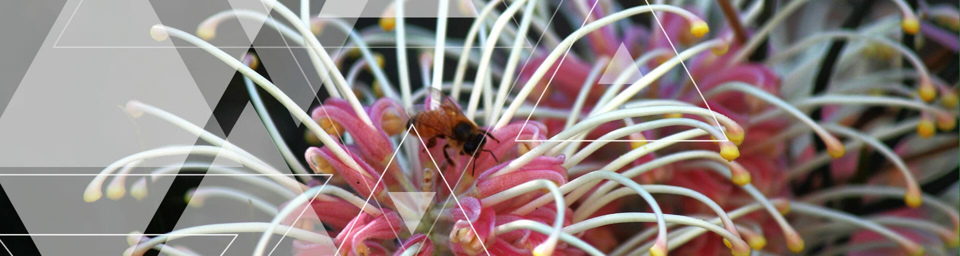 A bee on a pink and white flower